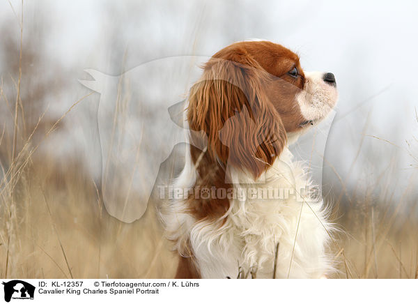 Cavalier King Charles Spaniel Portrait / KL-12357
