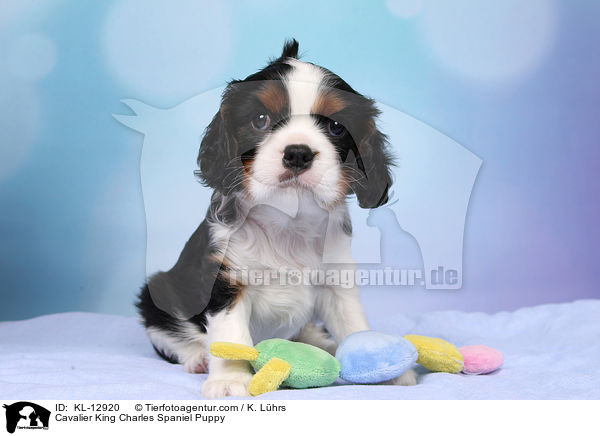 Cavalier King Charles Spaniel Puppy / KL-12920