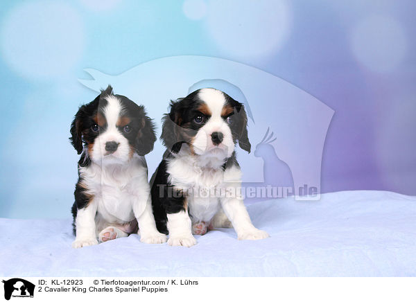 2 Cavalier King Charles Spaniel Puppies / KL-12923