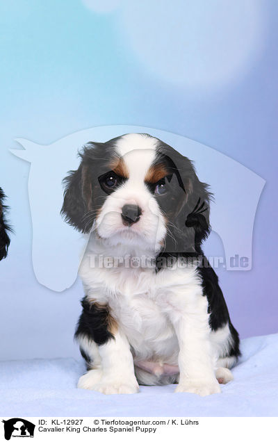 Cavalier King Charles Spaniel Puppy / KL-12927