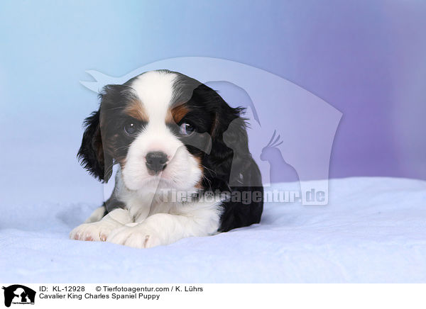 Cavalier King Charles Spaniel Puppy / KL-12928