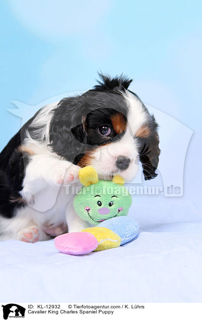 Cavalier King Charles Spaniel Puppy / KL-12932