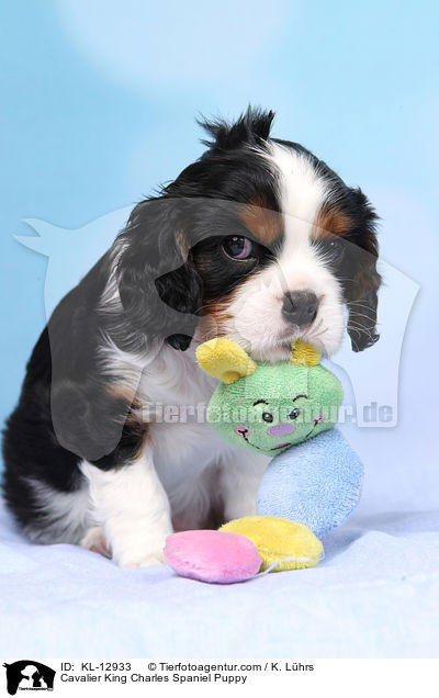 Cavalier King Charles Spaniel Puppy / KL-12933