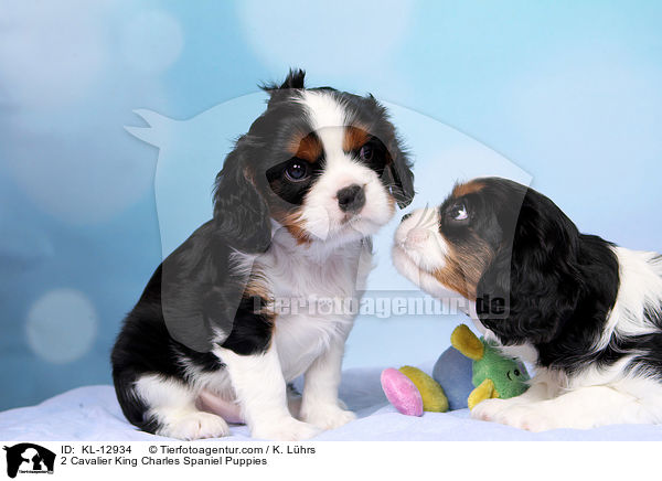 2 Cavalier King Charles Spaniel Puppies / KL-12934