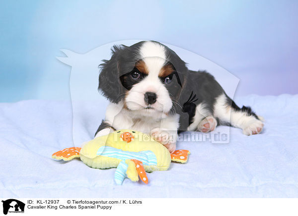 Cavalier King Charles Spaniel Puppy / KL-12937