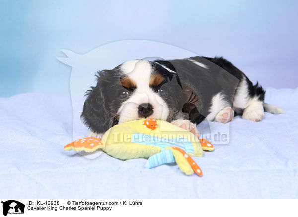 Cavalier King Charles Spaniel Puppy / KL-12938