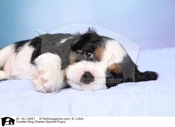 Cavalier King Charles Spaniel Puppy / KL-12941