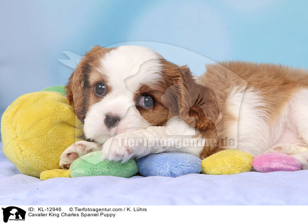 Cavalier King Charles Spaniel Puppy / KL-12946