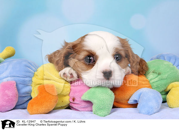 Cavalier King Charles Spaniel Puppy / KL-12947