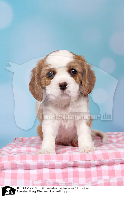 Cavalier King Charles Spaniel Puppy / KL-12952