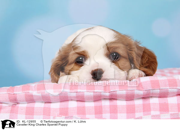 Cavalier King Charles Spaniel Puppy / KL-12955