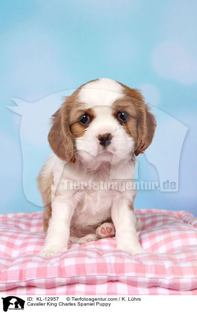 Cavalier King Charles Spaniel Puppy / KL-12957