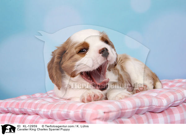 Cavalier King Charles Spaniel Puppy / KL-12959