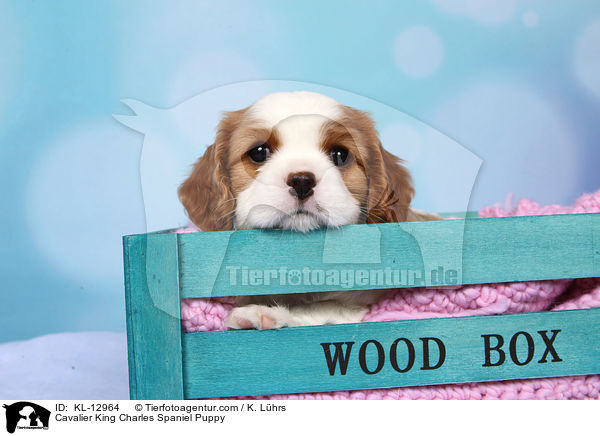 Cavalier King Charles Spaniel Puppy / KL-12964