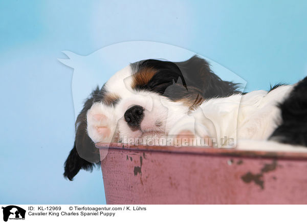 Cavalier King Charles Spaniel Puppy / KL-12969