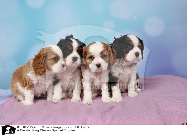 4 Cavalier King Charles Spaniel Puppies / KL-12978