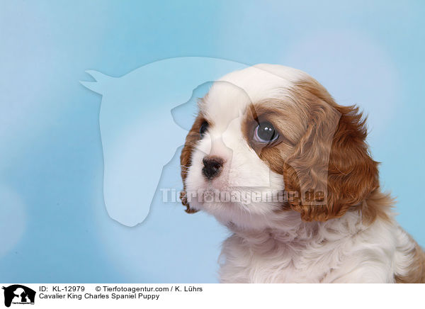 Cavalier King Charles Spaniel Puppy / KL-12979