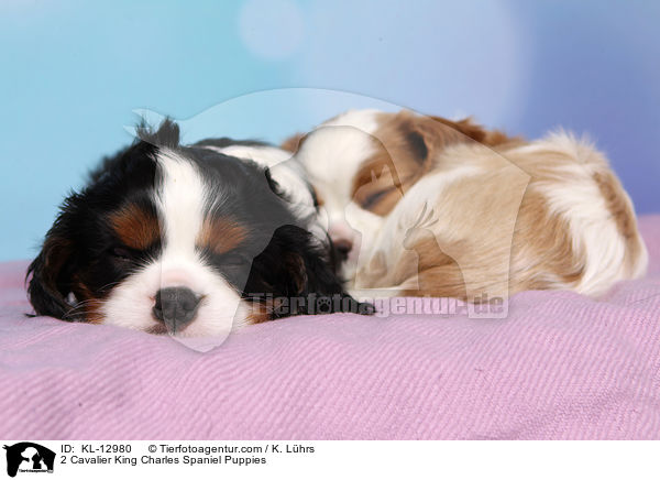 2 Cavalier King Charles Spaniel Puppies / KL-12980