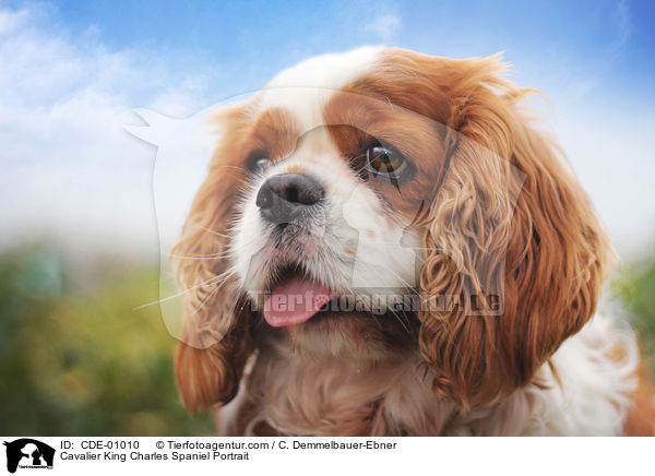 Cavalier King Charles Spaniel Portrait / CDE-01010