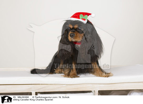 sitting Cavalier King Charles Spaniel / NN-09366