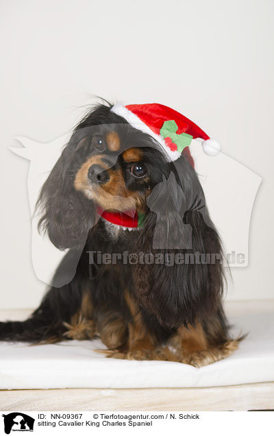 sitting Cavalier King Charles Spaniel / NN-09367