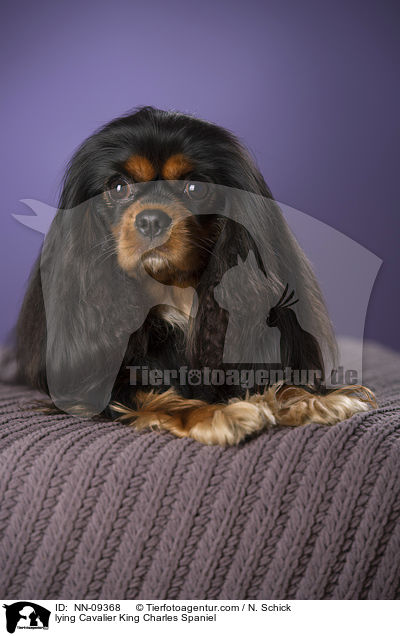 lying Cavalier King Charles Spaniel / NN-09368