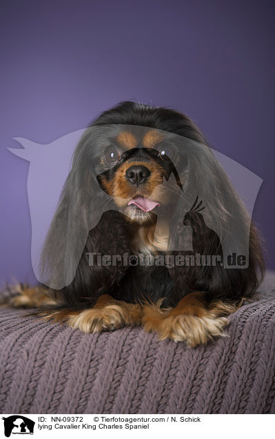lying Cavalier King Charles Spaniel / NN-09372