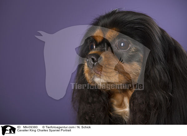 Cavalier King Charles Spaniel Portrait / NN-09380