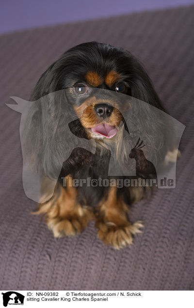 sitting Cavalier King Charles Spaniel / NN-09382