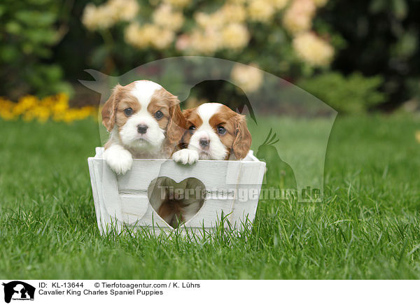 Cavalier King Charles Spaniel Puppies / KL-13644