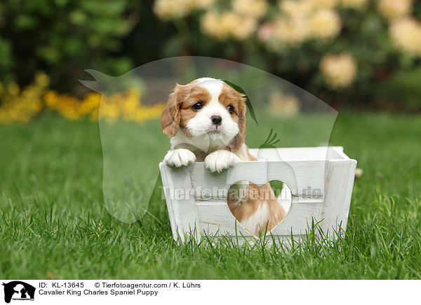 Cavalier King Charles Spaniel Puppy / KL-13645
