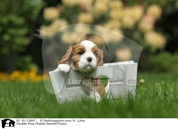 Cavalier King Charles Spaniel Puppy / KL-13647
