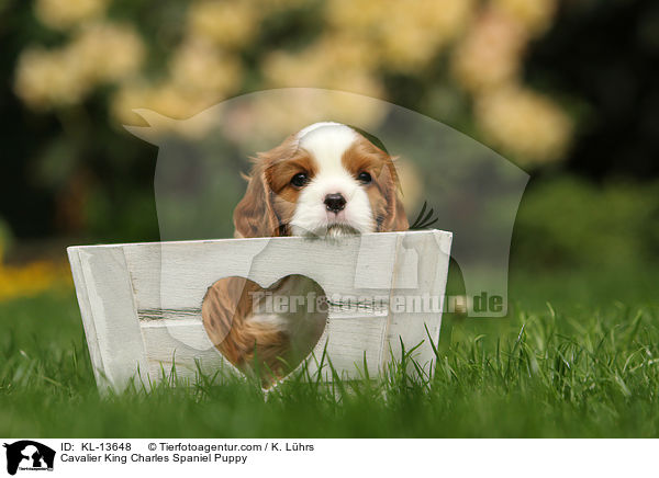 Cavalier King Charles Spaniel Puppy / KL-13648