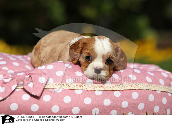 Cavalier King Charles Spaniel Puppy / KL-13651