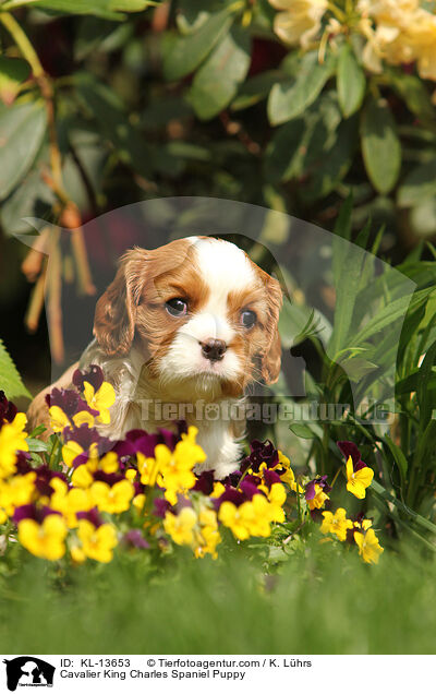 Cavalier King Charles Spaniel Puppy / KL-13653
