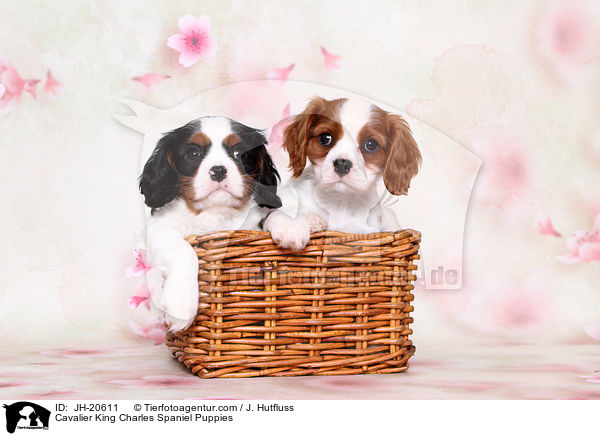 Cavalier King Charles Spaniel Puppies / JH-20611