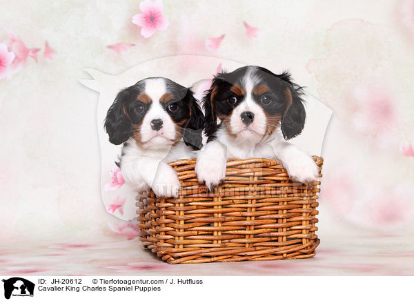 Cavalier King Charles Spaniel Puppies / JH-20612