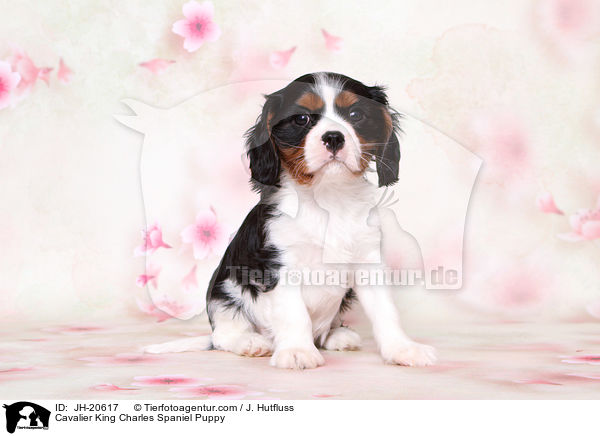 Cavalier King Charles Spaniel Puppy / JH-20617