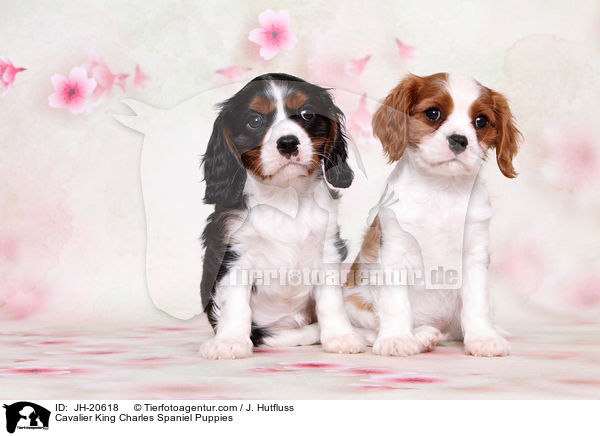 Cavalier King Charles Spaniel Puppies / JH-20618