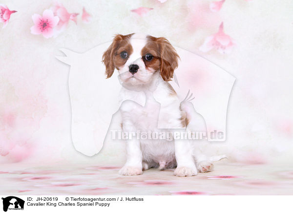 Cavalier King Charles Spaniel Puppy / JH-20619