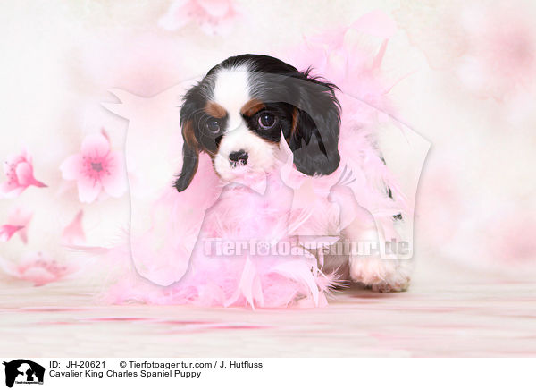Cavalier King Charles Spaniel Puppy / JH-20621