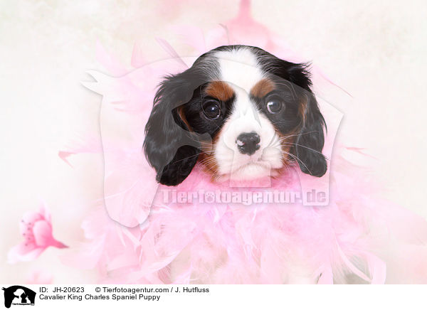 Cavalier King Charles Spaniel Puppy / JH-20623
