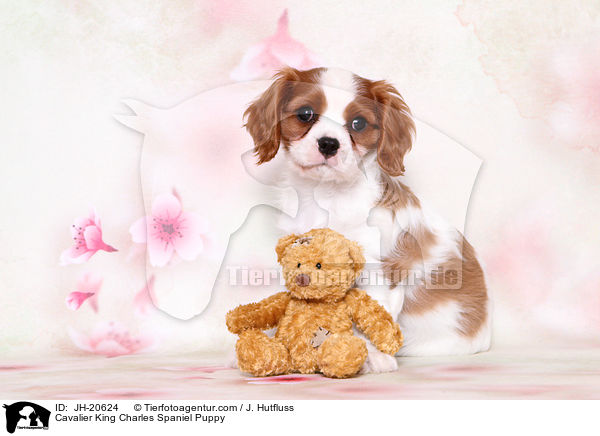 Cavalier King Charles Spaniel Puppy / JH-20624