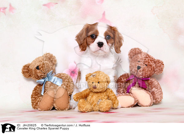 Cavalier King Charles Spaniel Puppy / JH-20625