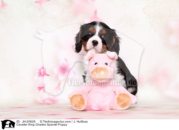 Cavalier King Charles Spaniel Puppy / JH-20626