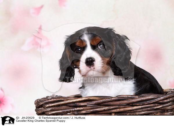 Cavalier King Charles Spaniel Puppy / JH-20629