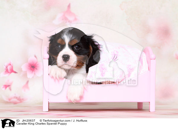Cavalier King Charles Spaniel Puppy / JH-20637