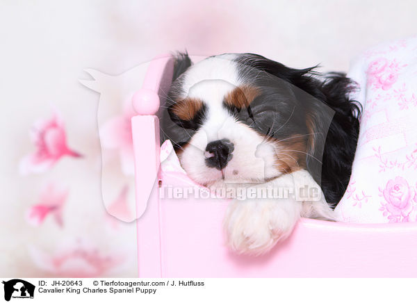 Cavalier King Charles Spaniel Puppy / JH-20643