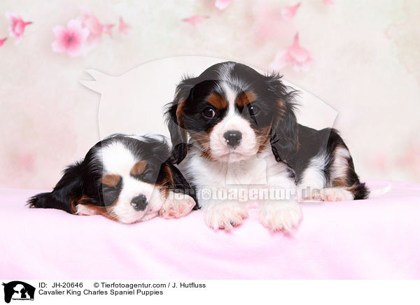 Cavalier King Charles Spaniel Puppies / JH-20646
