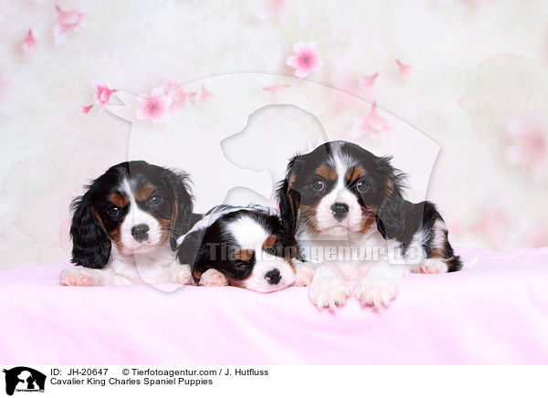 Cavalier King Charles Spaniel Puppies / JH-20647